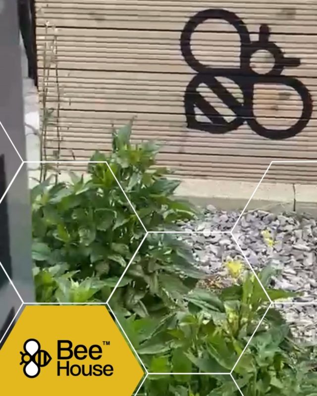 Today is quite easily one of the most important, as well as our favourite day of the year… #WorldBeeDay

Our official birthday, where our doors opened for the very first time and the day every year we salute and pay tribute to the pollinators around us and the inspiration they've given to our office space. 🥳🥳🥳

#CoWorkingAbingdon #MeetingRoomsOxford #WorkingSustainably #SustainableCompanies #HybridWorking #RemoteWorkSolutions #WorkLife #BalancedWorking